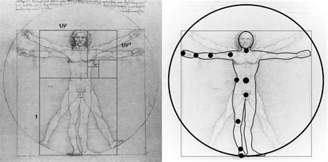 Vitruvian Man and proportions | Download Scientific Diagram