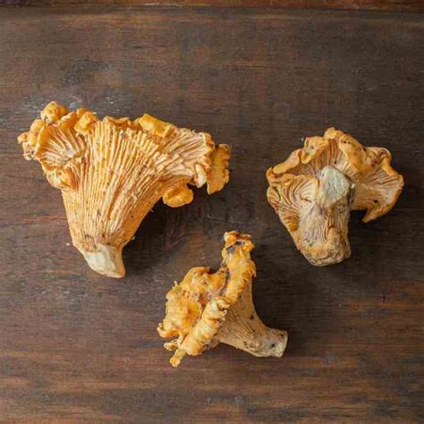 The California Chanterelle: Cantharellus californicus