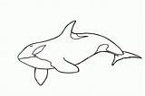 Killer Whale In Water Coloring Pages & coloring Book 6000  sketch template