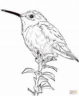 Allens Hummingbird coloring page  Free Printable Coloring Pages sketch template