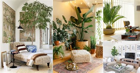 21 Tall Plants for Living Room Corner Ideas | Balcony Garden Web