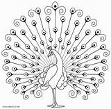 Peacock For Coloring  Team sketch template