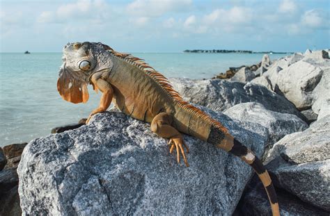 What are the similarities between an iguana, a monitor lizard, and a ...