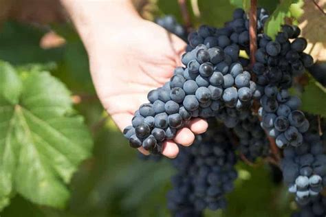 Primitivo: Grape Variety Characteristics, Taste Profile & Food Pairings