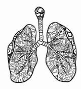 Pulmonary Circulation Coloring Page Sketch sketch template