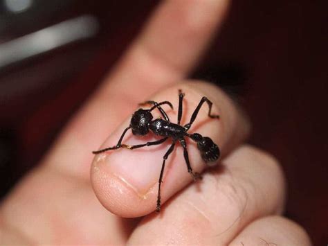 Worst pain known to man is caused by world's largest ant