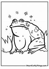 Toad Coloring Page sketch template