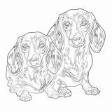 Coloring Pages Of Dachshunds  Mimi Panda sketch template