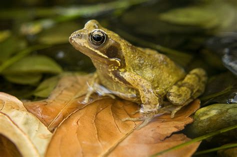 Common Frog | Animal Wildlife