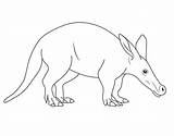 Aardvark Coloring Sheet Pages sketch template