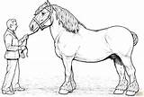 Clydesdale Horse coloring Page  Free Printable Coloring Pages sketch template