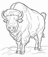 American bison coloring page Line Art 25535951 Vector At Vecteezy sketch template