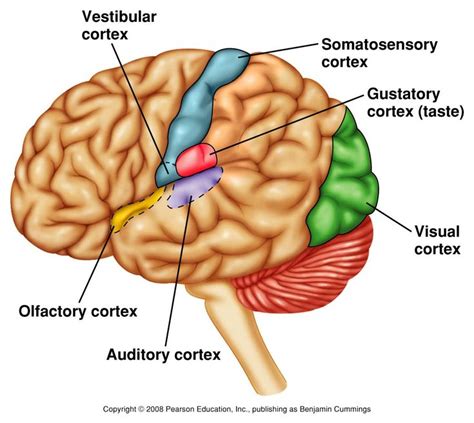 Sensory Cortex...major input to brain from mechanoreceptors throughout ...