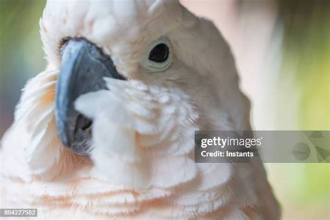 91 Moluccan Cockatoo Stock Photos, High-Res Pictures, and Images - Getty Images