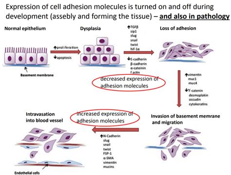 cell adhesion in pathology - The Student Room