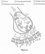 In Figure 7 2 Identify By coloring The Following Structures  Quizlet sketch template