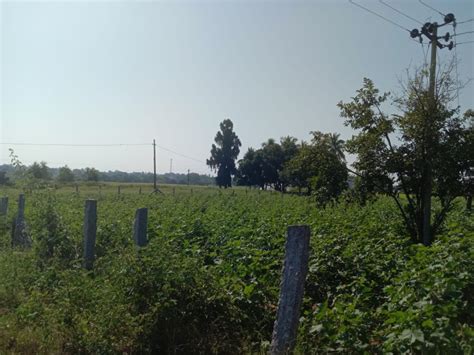 Agricultural Land 4840 Sq. Yards for Sale in Shamirpet, Hyderabad (REI1126945)