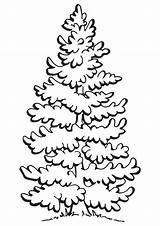 Free Printable Tree Coloring Pages For Kids sketch template