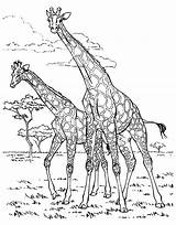 Two Giraffes  From the Gallery Just Color sketch template