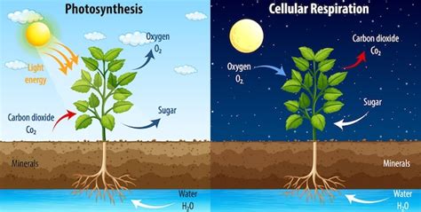 Free Vector Diagram Showing Process Of Photosynthesis And Cellular ...