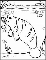 Cute Manatee Coloring Page Pages sketch template
