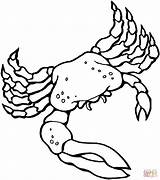 Fiddler Crab coloring Page  Free Printable Coloring Pages sketch template