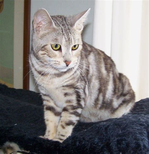 silver marble bengal #silverbengalcat | Bengal cat, Silver bengal cat, Cats