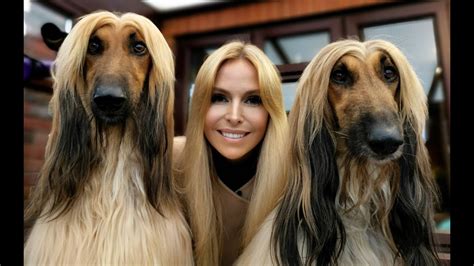 THE AFGHAN HOUND - The World's Most Glamorous Dog - YouTube