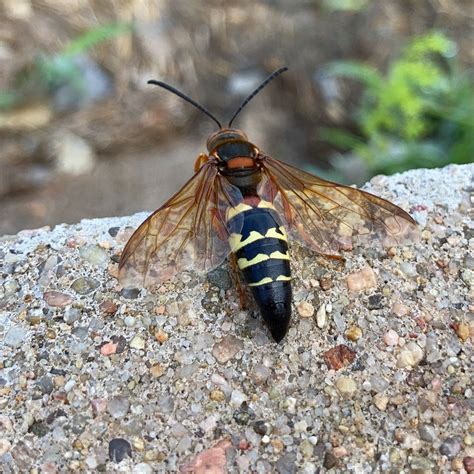 Cicada killer wasps likely to begin seasonal emergence in Michigan, but ...