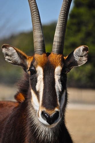 17 Best images about Sable Antelope on Pinterest | Horns, Preserve and Africa