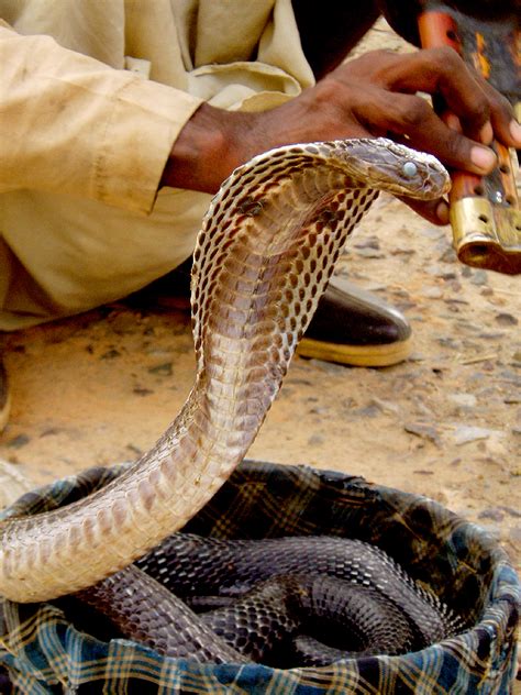 File:Snake in basket.jpg - Wikimedia Commons