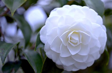 Serene Camellia: A 4K Ultra HD Wallpaper of Spring's White Beauty