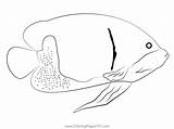 Majestic Angel Fish Coloring Page For Kids  Free Angelfishes Printable sketch template