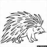 Porcupines Coloring Pages  ColoringBay sketch template