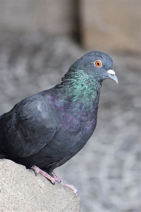 Pigeon profile | Munich 2014 | Thomas Quine | Flickr