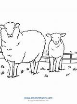 Sheep Coloring Pages sketch template