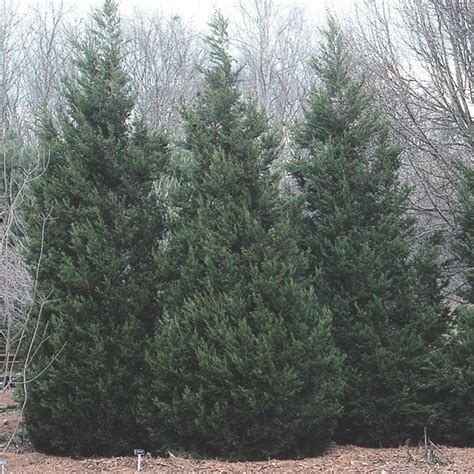 Upright Juniper (Juniperus species) - MyGardenLife