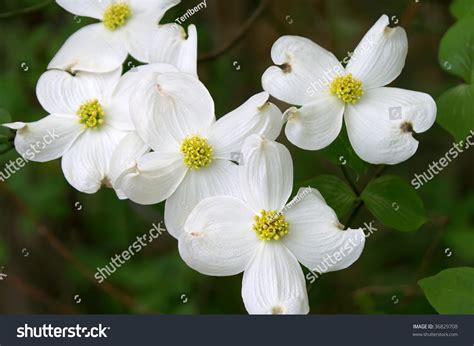 Dogwood Branch In Bloom Horizontal, State Flower Of Virginia And North Carolina Stock Photo ...