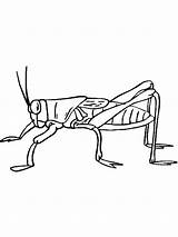 Cricket Insect Coloring Page sketch template