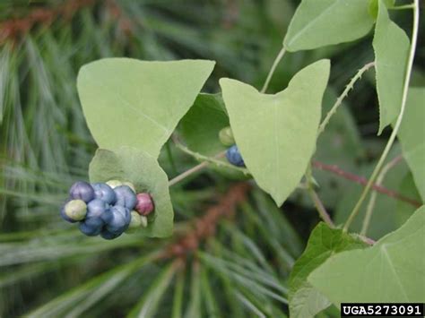 Mile-a-minute | Connecticut Invasive Plant Working Group