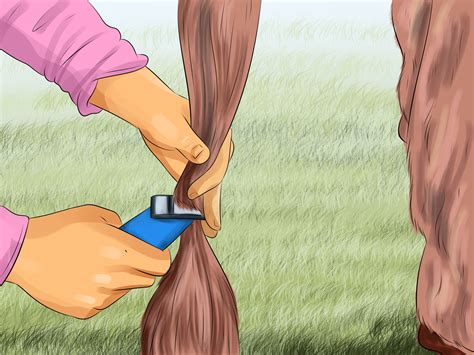 3 Ways to Care for a Draft Horse - wikiHow