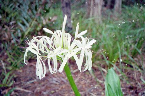 Crinum pedunculatum - River Lily - Burringbar Rainforest Nursery