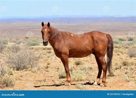 Wild Horse In African Landscape Stock Photography - Image: 23745932