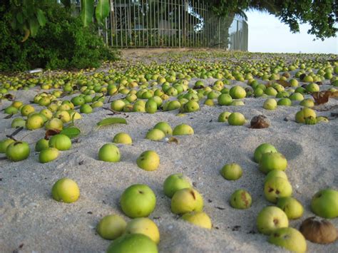 Manchineel - a photo on Flickriver