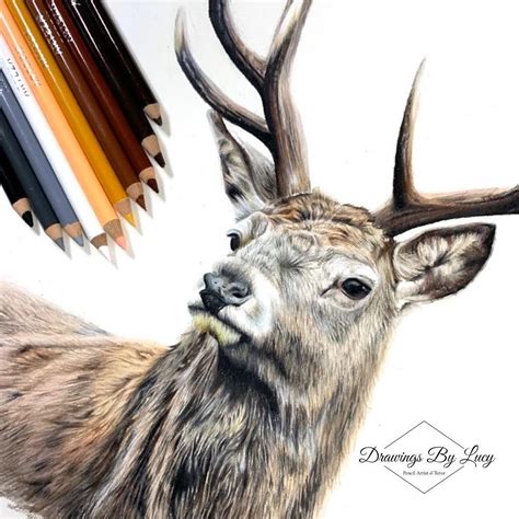 Elk Drawing Color