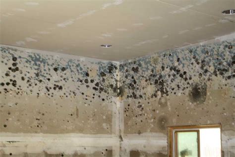 6 Most Common Mold Impact on Human Health | RestoKleen