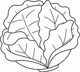 Lettuce Coloring Page sketch template