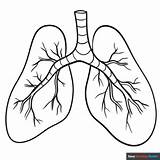 Lungs Coloring Page  Easy Drawing Guides sketch template