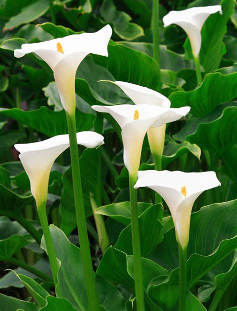 Do You Deadhead Calla Lily Plants: Removing Spent Blossoms On Calla Lilies | Lily plants, Calla ...