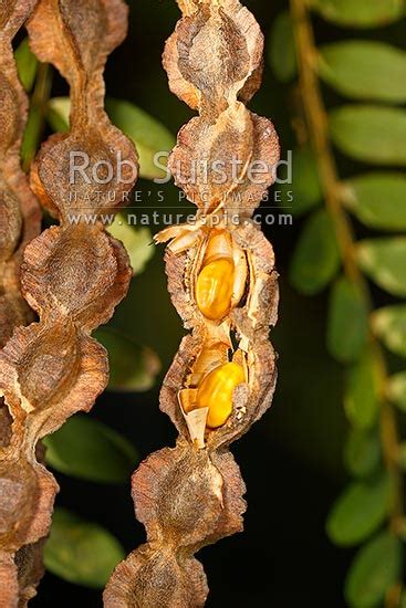 NZ native Kowhai tree seed pods showing seeds (Sophora tetraptera), New Zealand (NZ). Stock ...